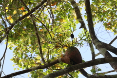 Platycerium ridleyi, photograph (c) 呂一起(Lyu yi-chi), some rights reserved (CC BY)