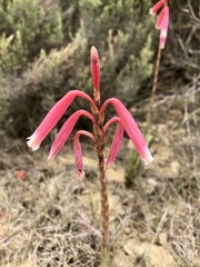 Watsonia aletroides
