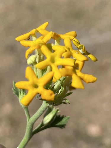 Manulea dubia