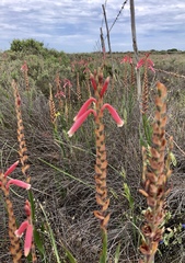 Watsonia aletroides