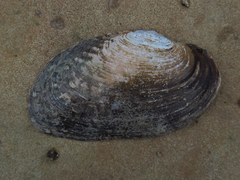 Lasmigona costata