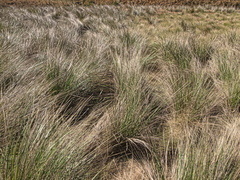 Merxmuellera macowanii