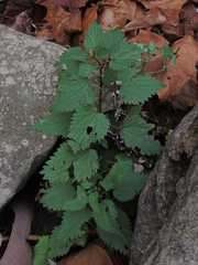 Urtica dioica dioica