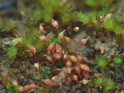 Image of Microbryum rectum by (c) Christian Berg, some rights reserved (CC BY)