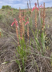 Watsonia aletroides