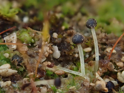 Representative image of Fossombronia caespitiformis caespitiformis