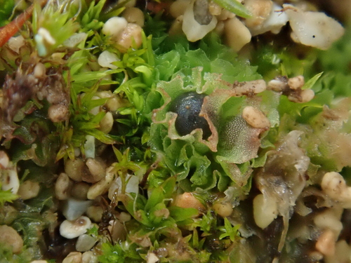 Image of Fossombronia caespitiformis by (c) Christian Berg, some rights reserved (CC BY)