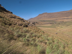 Merxmuellera macowanii