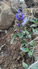 Prunella vulgaris image