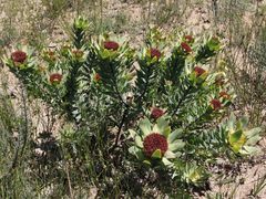 Leucadendron daphnoides