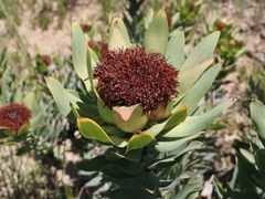 Leucadendron daphnoides