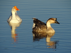 Anser cygnoides domesticus