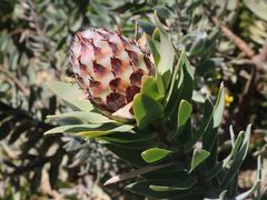 Leucadendron daphnoides