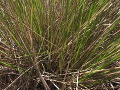 Merxmuellera macowanii