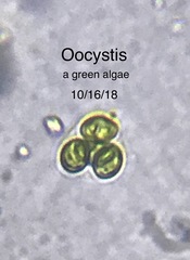 Oocystis