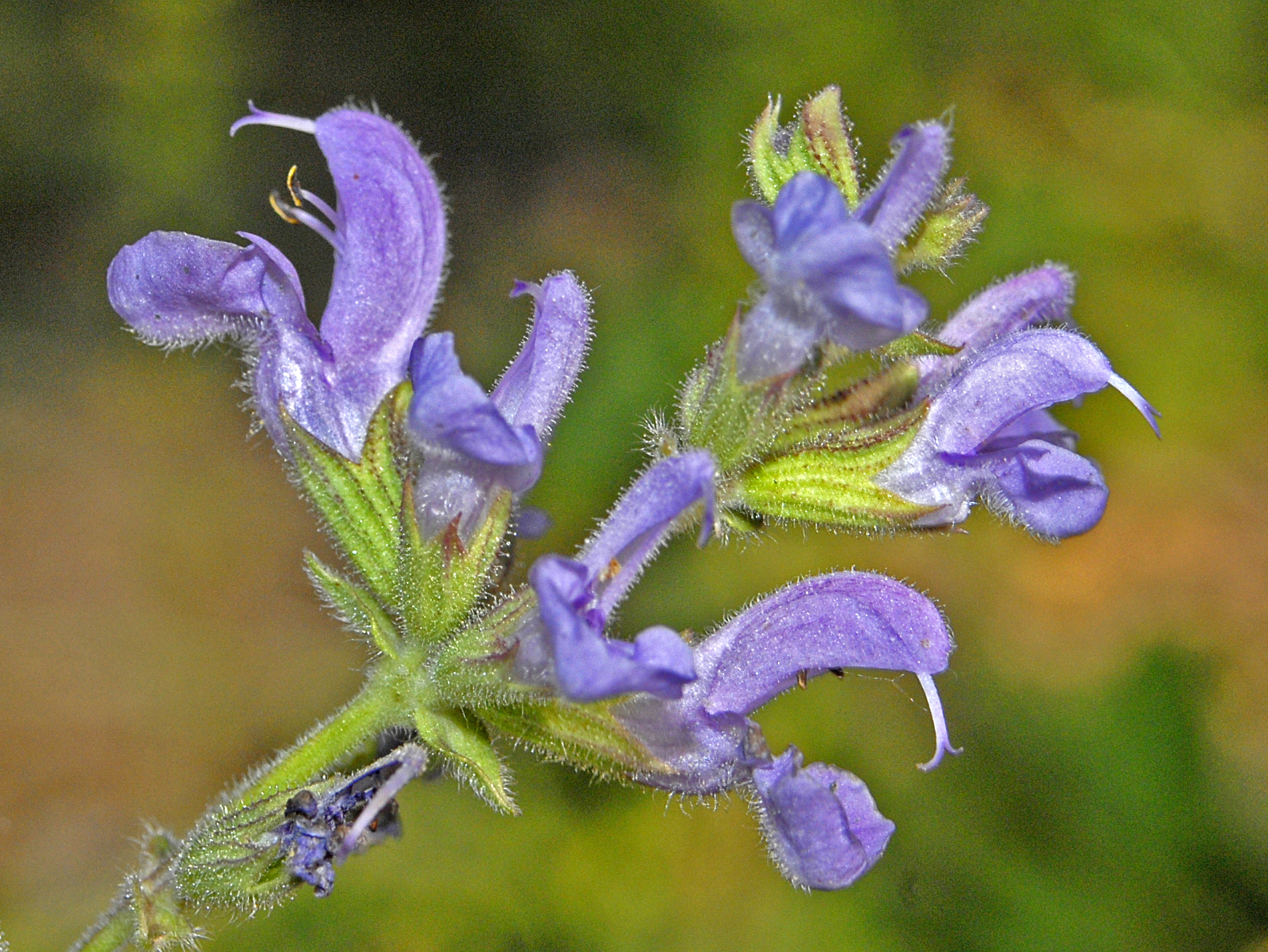 Salvia virgata