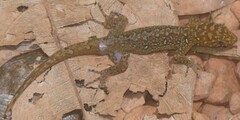 Annulated Gecko photo 3