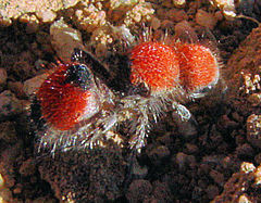 Dasymutilla foxi