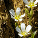 Newfoundland Chickweed - Photo (c) Christian Back, some rights reserved (CC BY), uploaded by Christian Back