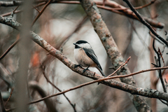 Poecile atricapillus image
