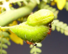 Dorymyrmex bicolor