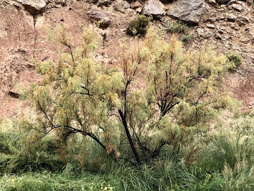 Tamarix chinensis