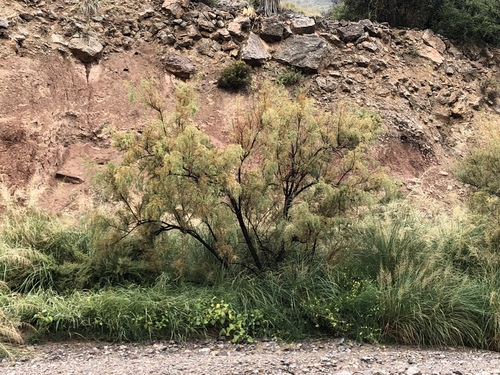 Tamarix chinensis