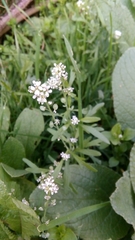 Lepidium sativum