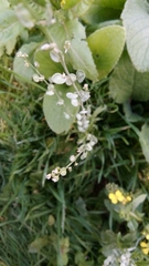 Lepidium sativum
