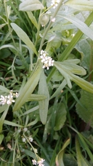 Lepidium sativum