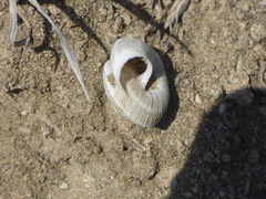 Xerocrassa carinatoglobosa
