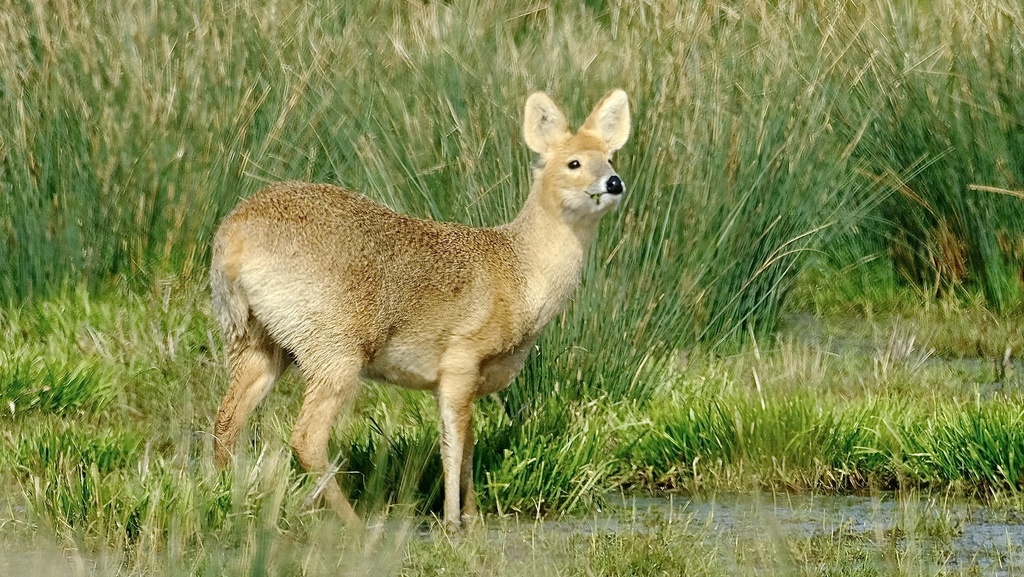 Female Chinese Water Deer