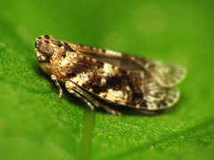 Catonia cinctifrons