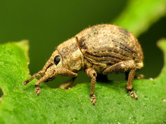 Pseudocneorhinus bifasciatus