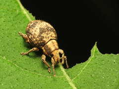 Pseudocneorhinus bifasciatus