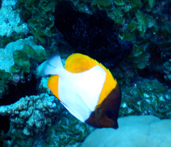 Hemitaurichthys polylepis