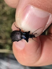 Sphaeroderus stenostomus lecontei