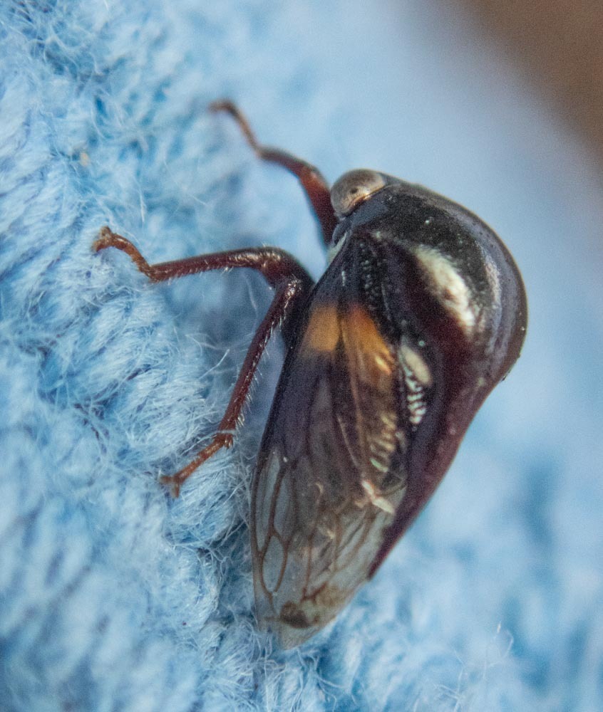Monobelus nasutus