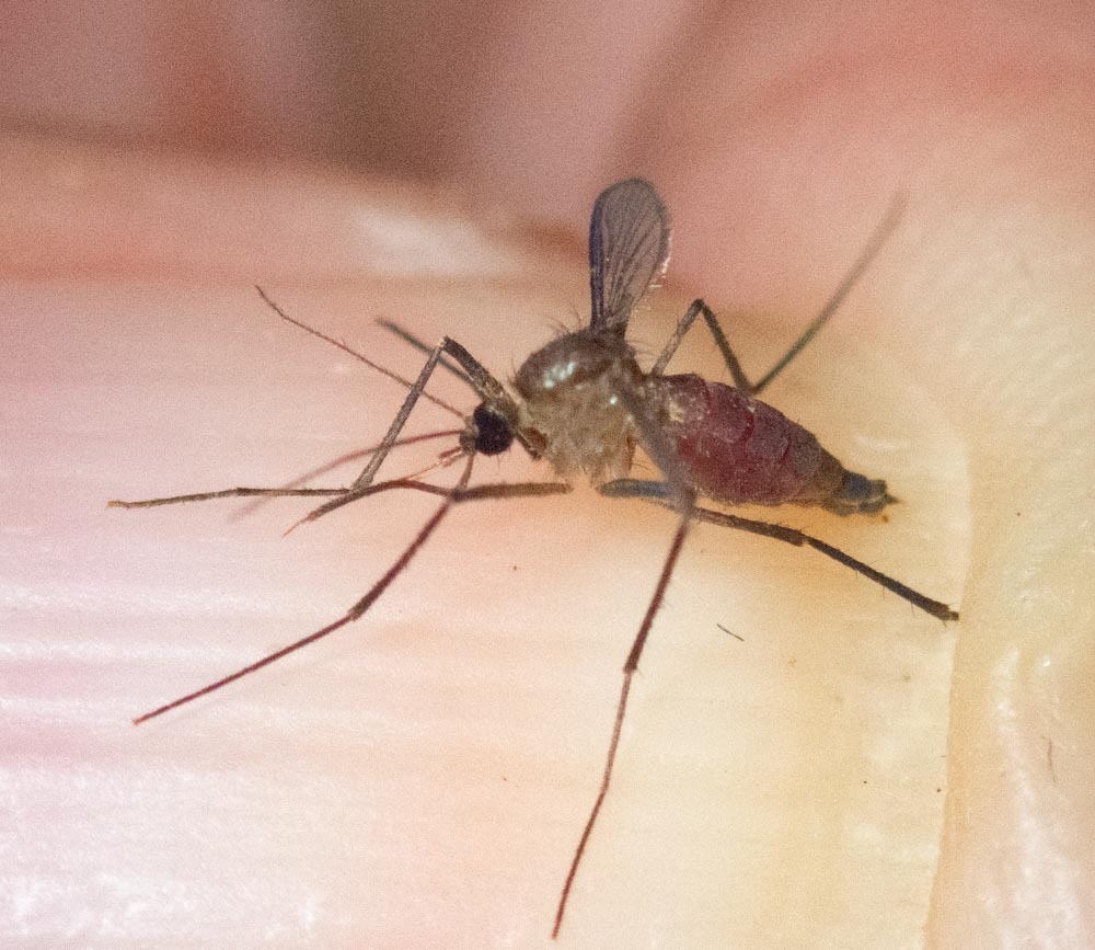 Deinocerites magnus