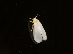 Bemisia argentifolii