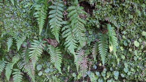 Image of Pozo's Marsh Fern (Leptogramma pozoi) by (c) Philipp, some rights reserved (CC BY)