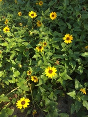 Helianthus debilis image