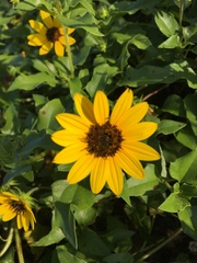 Helianthus debilis image