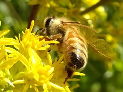 Apis mellifera