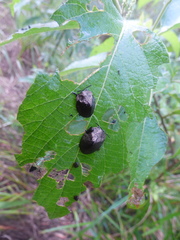 Polychalma multicava