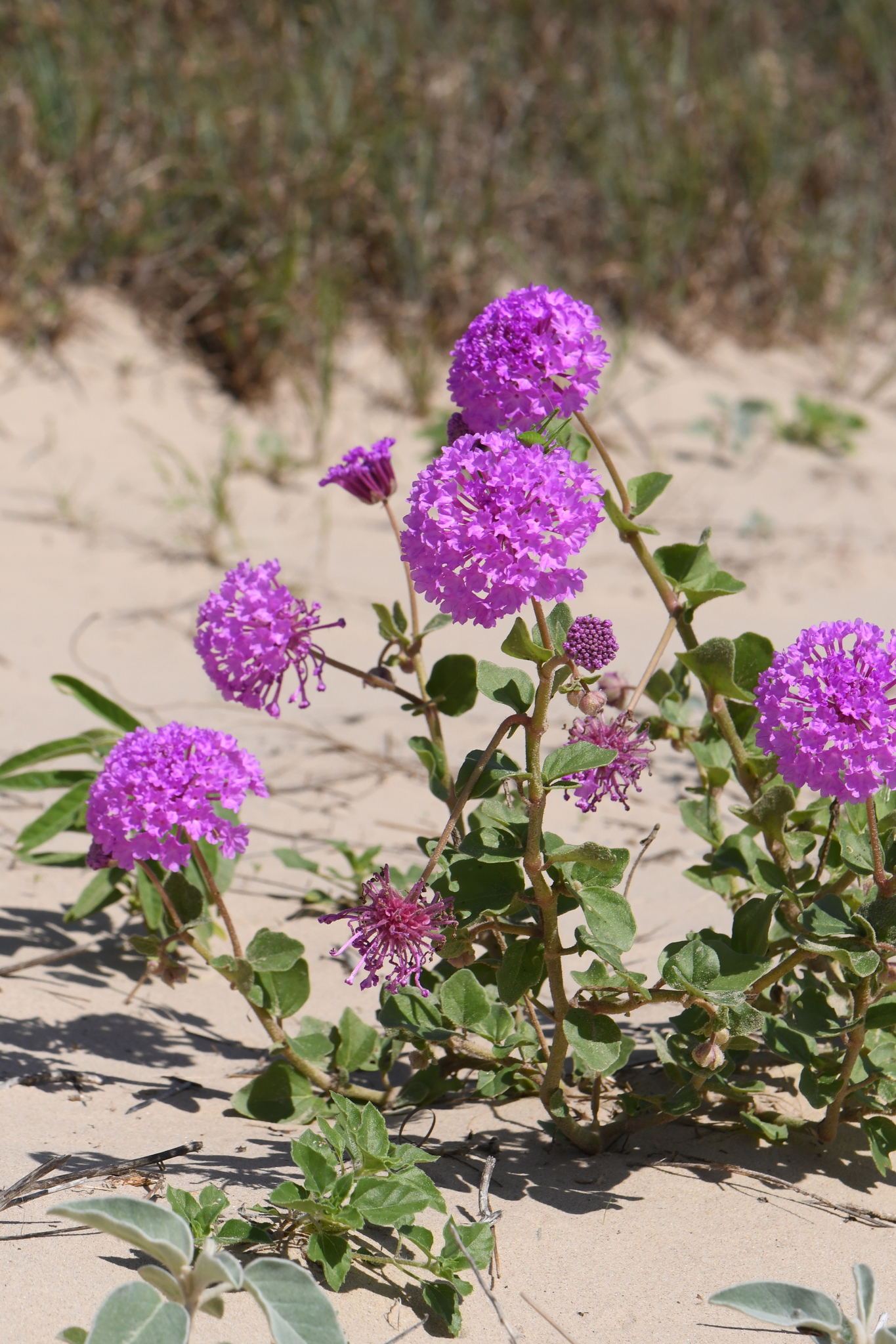 Abronia ameliae