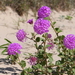Amelia's Sand Verbena - Photo (c) Curren Frasch, some rights reserved (CC BY-NC), uploaded by Curren Frasch