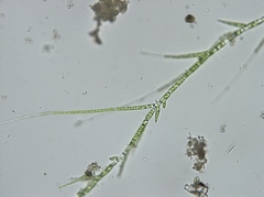 Stigeoclonium