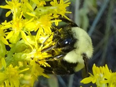 Bombus impatiens