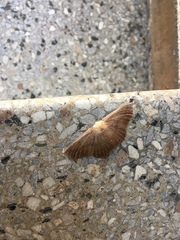 Sabulodes aegrotata